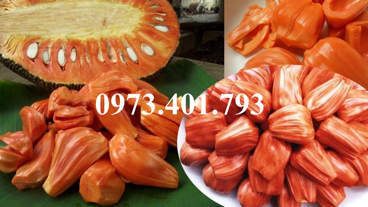 Cây giống mít ruột đỏ